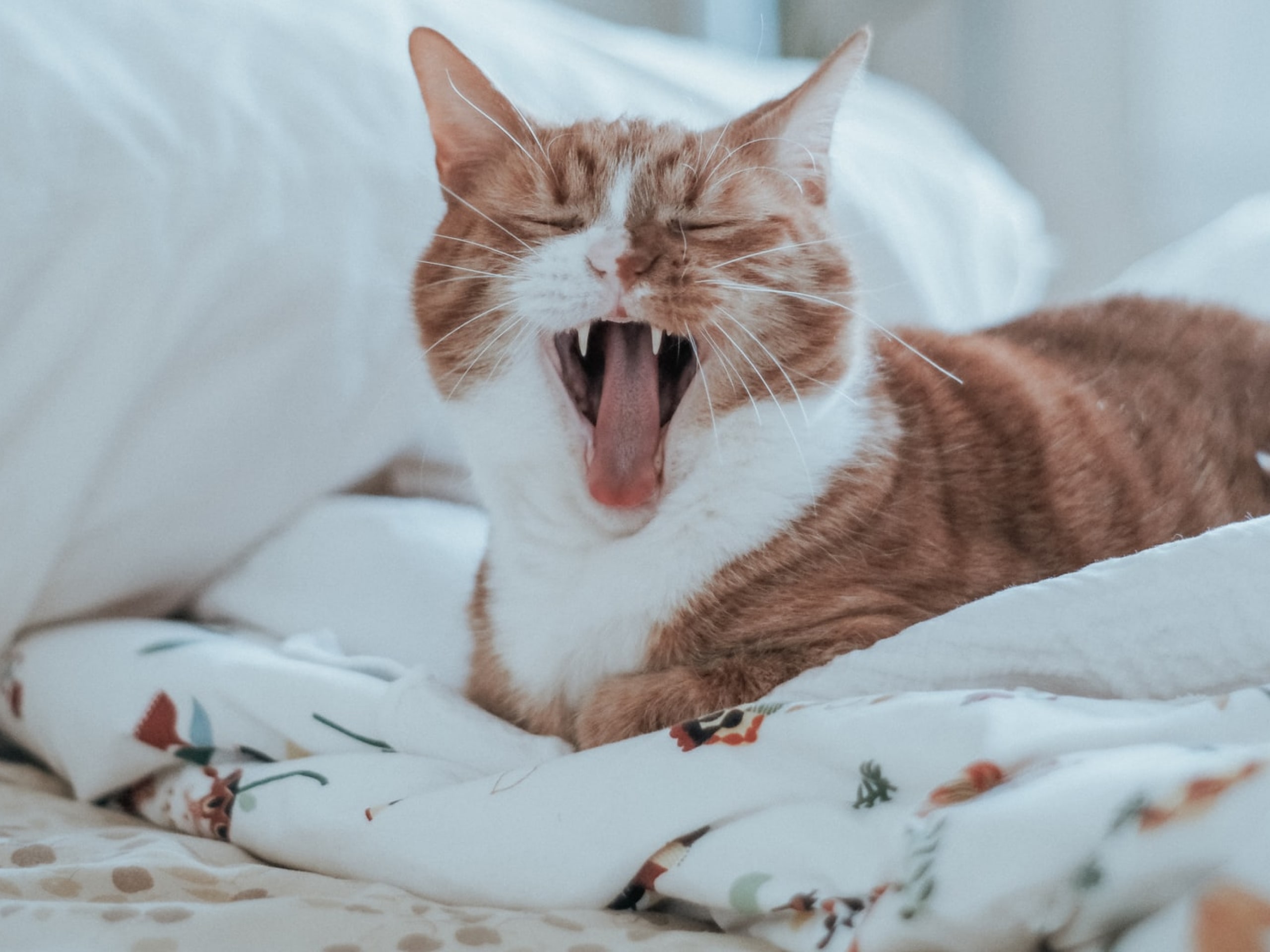 Cat teeth cleaning and extraction costs